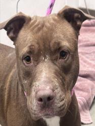Shelter Stray Female Dog last seen , 4000 N Silverbell Rd, Tucson, AZ 85745, USA