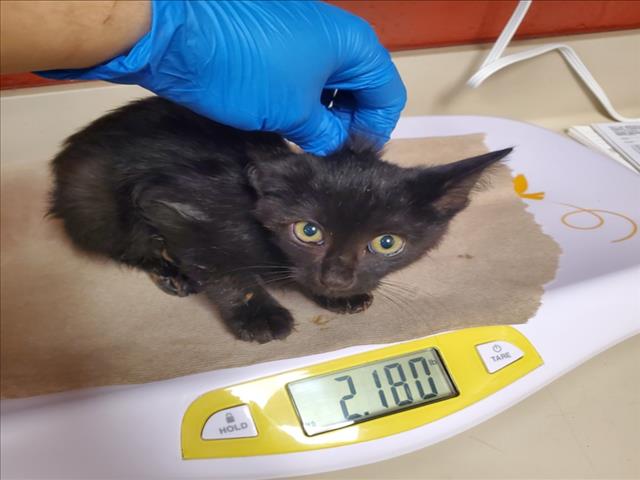 Shelter Stray Male Cat last seen Near BLOCK S PINECREST AVE, WICHITA KS 67210, 3303 N Hillside St, Wichita, KS 67219, USA