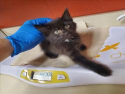 Shelter Stray Male Cat last seen Near BLOCK S PINECREST AVE, WICHITA KS 67210, 3303 N Hillside St, Wichita, KS 67219, USA