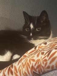 Lost Male Cat last seen Tarrrytown Road, Feura Bush, NY 12067