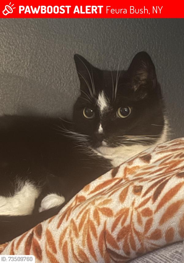 Lost Male Cat last seen Tarrrytown Road, Feura Bush, NY 12067
