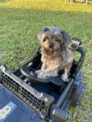 Reunited Male Dog last seen Sinclair hills rd. / 15 th st lutz, Lutz, FL 33549