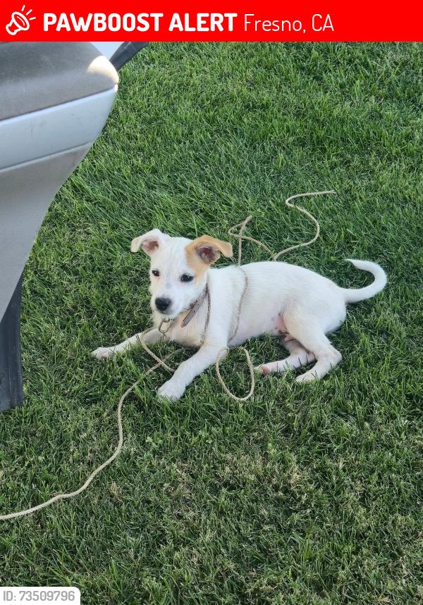 Lost Male Dog last seen Herndon and first, Fresno, CA 93710