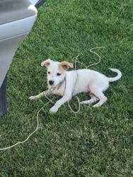 Lost Male Dog last seen Herndon and first, Fresno, CA 93710