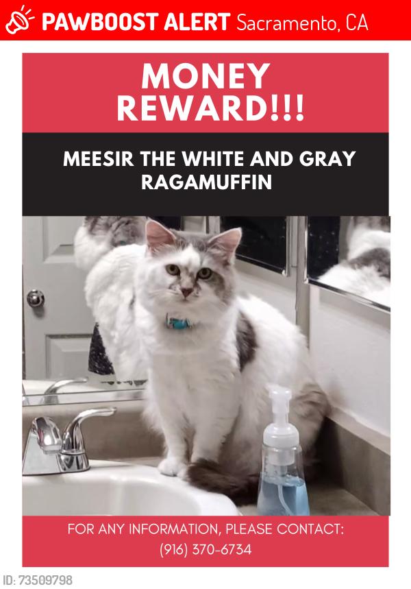 Lost Male Cat last seen Caroll and Taylor, Sacramento, CA 95838