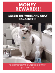 Lost Male Cat last seen Caroll and Taylor, Sacramento, CA 95838
