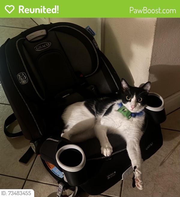 Reunited Male Cat last seen Columbia blue drive, Missouri City, TX 77489