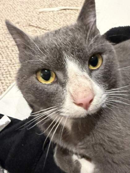 Shelter Stray Male Cat last seen Lorton, VA 22079, Graysons Mill & Mayhew Ct, Fairfax County, VA, 4500 West Ox Rd, Fairfax, VA 22030, USA