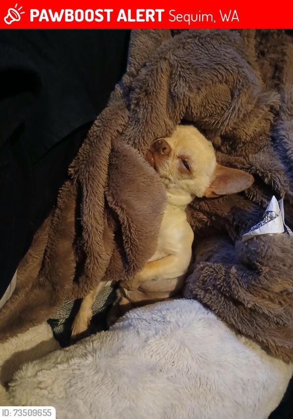 Lost Male Dog last seen Sequim safeway, Sequim, WA 98382