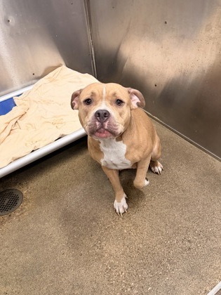 Shelter Stray Female Dog last seen Near E 67, 3rd District, OH, 9203 Detroit Ave, Cleveland, OH 44102, USA