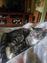 Reunited Male Cat last seen Near Holland Sylvania & Hill Ave, Toledo, OH 43615