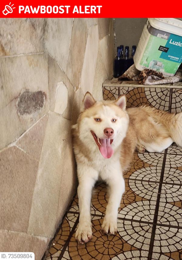 Lost Male Dog last seen Rua George Guynemer, Parque Edu Chaves, SP 