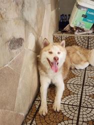 Lost Male Dog last seen Rua George Guynemer, Parque Edu Chaves, SP 