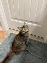 Found/Stray Unknown Cat last seen Harris Teeter on College, Wilmington, NC 28403