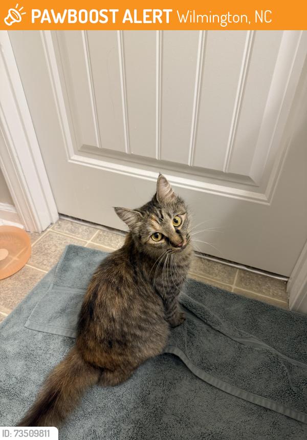 Found/Stray Unknown Cat last seen Harris Teeter on College, Wilmington, NC 28403