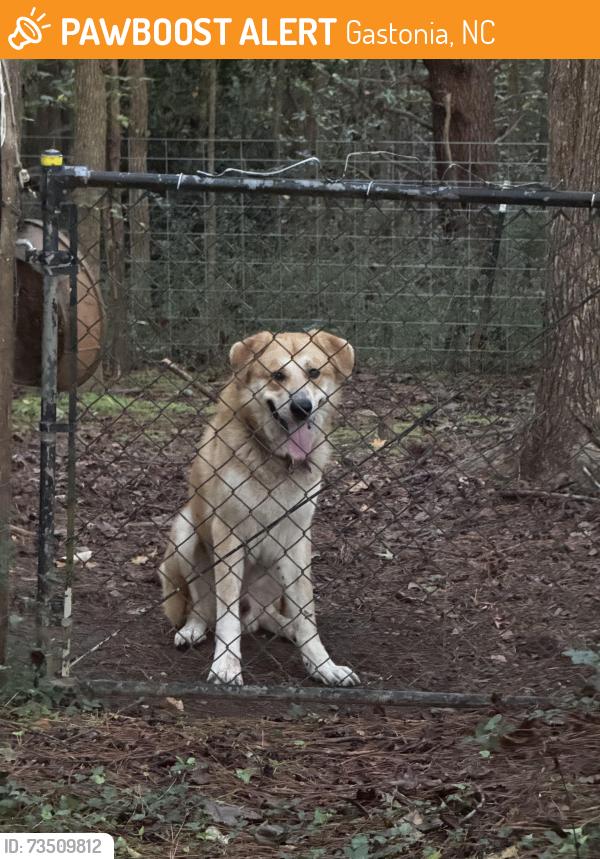 Found/Stray Male Dog last seen Near Lewis Road, Gastonia, NC 28052, Gastonia, NC 28054