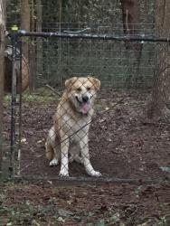 Found/Stray Male Dog last seen Near Lewis Road, Gastonia, NC 28052, Gastonia, NC 28054