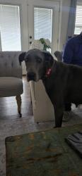 Lost Female Dog last seen US 59 & Whitehouse Drive Lufkin Texas, Lufkin, TX 75904