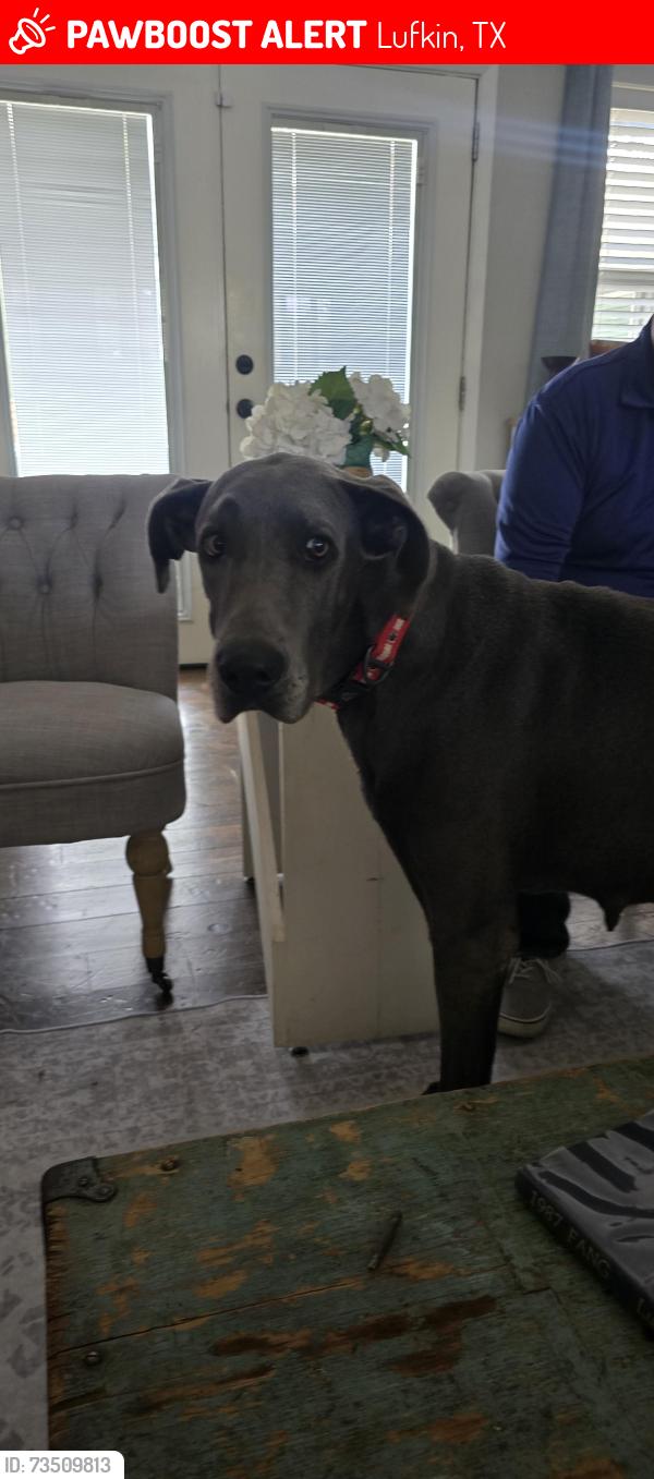 Lost Female Dog last seen US 59 & Whitehouse Drive Lufkin Texas, Lufkin, TX 75904