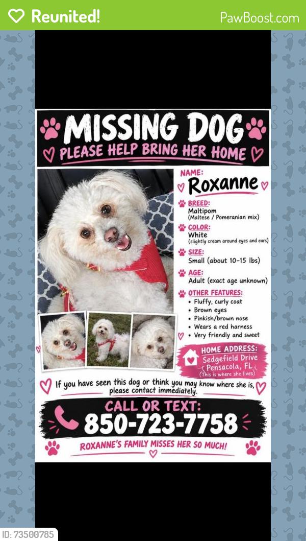 Reunited Female Dog last seen Charlotte Ave, Pensacola, FL 32507