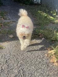 Lost Female Dog last seen 9th street e sycamore, Allentown, PA 18109