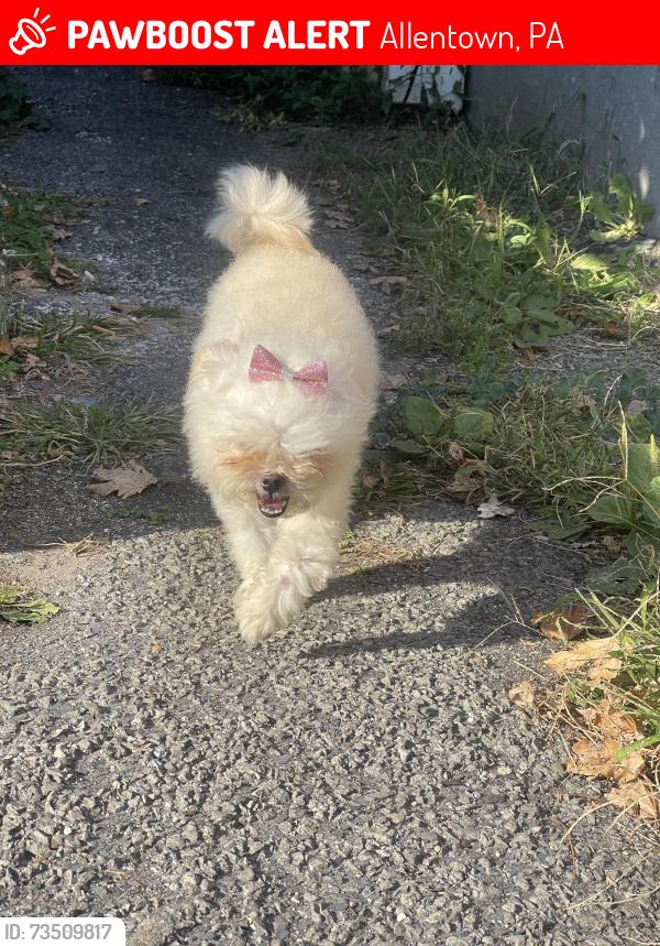 Lost Female Dog last seen 9th street e sycamore, Allentown, PA 18109