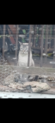 Lost Male Cat last seen Melton Rd at Shortcut St, Milton, FL 32583