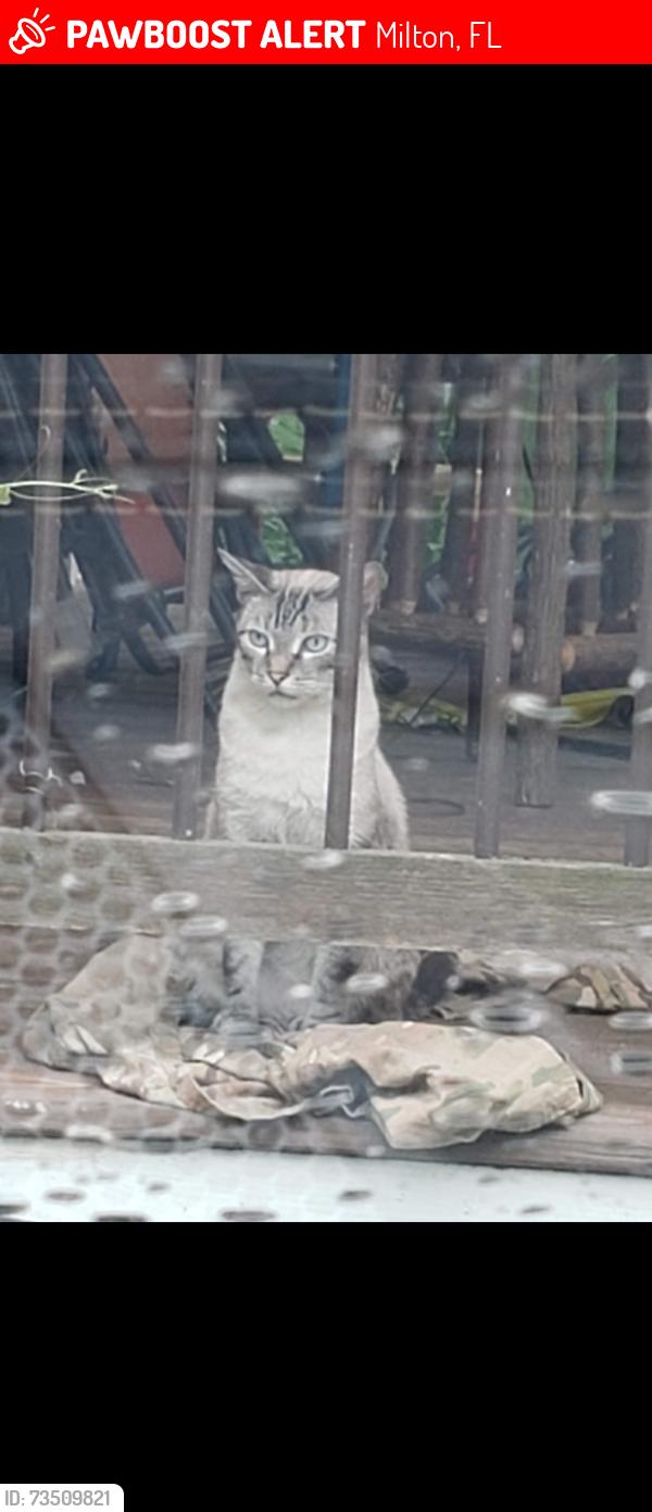 Lost Male Cat last seen Melton Rd at Shortcut St, Milton, FL 32583