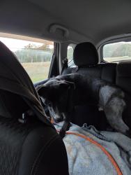 Reunited Male Dog last seen W Bird Village, Jackson Township, NJ 08527