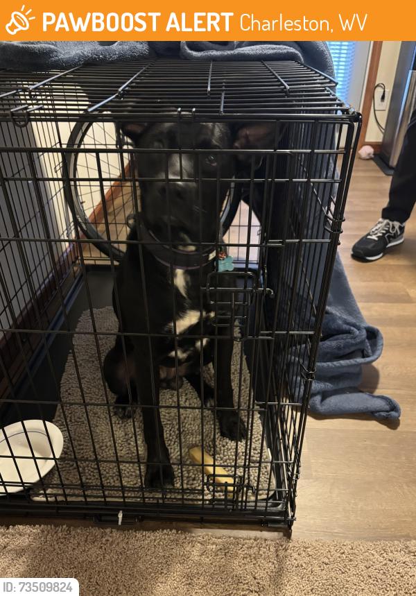 Found/Stray Male Dog last seen Eagle View apmts, Charleston, WV 25306