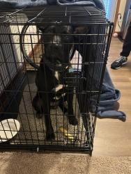 Found/Stray Male Dog last seen Eagle View apmts, Charleston, WV 25306