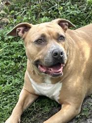 Lost Female Dog last seen Branton Ave off McCullough, Seminole County, FL 32765
