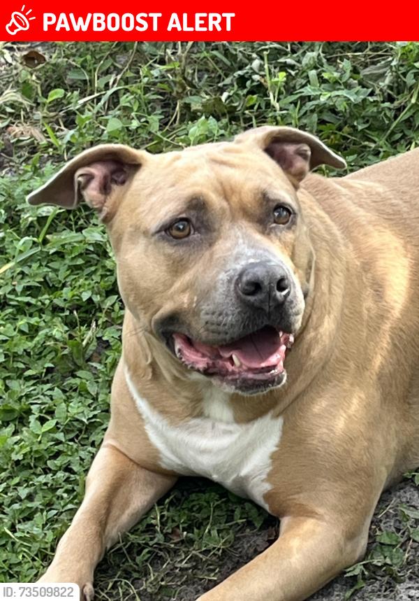 Lost Female Dog last seen Branton Ave off McCullough, Seminole County, FL 32765