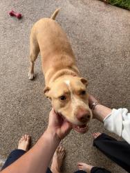 Reunited Male Dog last seen Highland Meadows, Colleyville, TX 76034