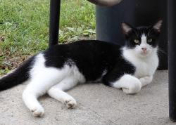 Lost Female Cat last seen Bryan Station Rd., Paris KY, Paris, KY 40361