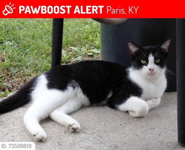 Lost Female Cat last seen Bryan Station Rd., Paris KY, Paris, KY 40361