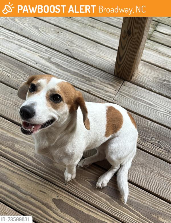 Found/Stray Female Dog last seen McDougald Rd. Broadway NC, Broadway, NC 27505