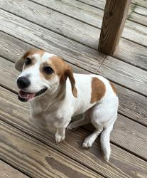 Found/Stray Female Dog last seen McDougald Rd. Broadway NC, Broadway, NC 27505