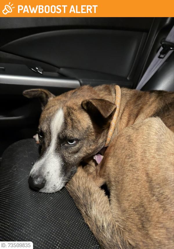 Found/Stray Male Dog last seen Garrett rd, Rockingham County, NC 27288