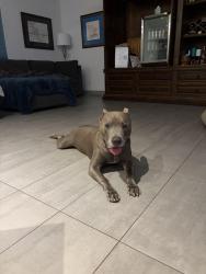 Found/Stray Male Dog last seen 16th st and Topeka, Phoenix, AZ 85024