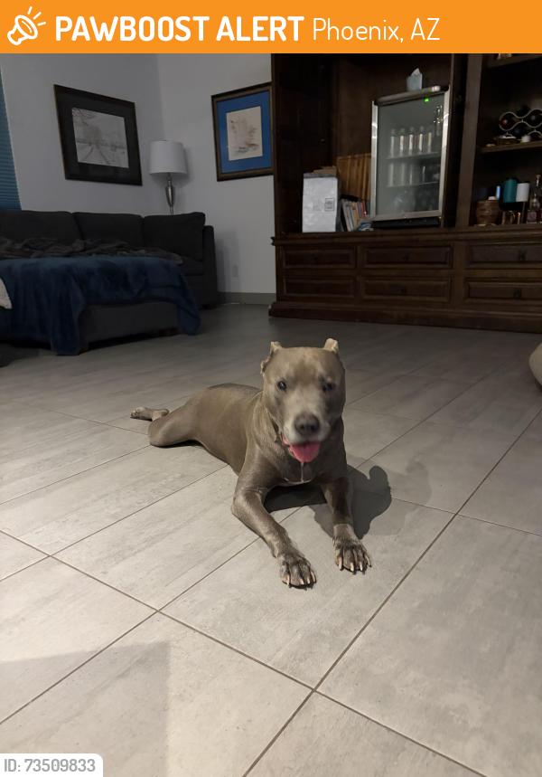 Found/Stray Male Dog last seen 16th st and Topeka, Phoenix, AZ 85024