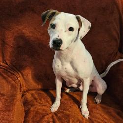 Shelter Stray Male Dog last seen , 8020 Washington St, Port Richey, FL 34668, USA