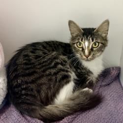 Shelter Stray Female Cat last seen , 244 Georgetown Rd, Jacksonville, NC 28540, USA