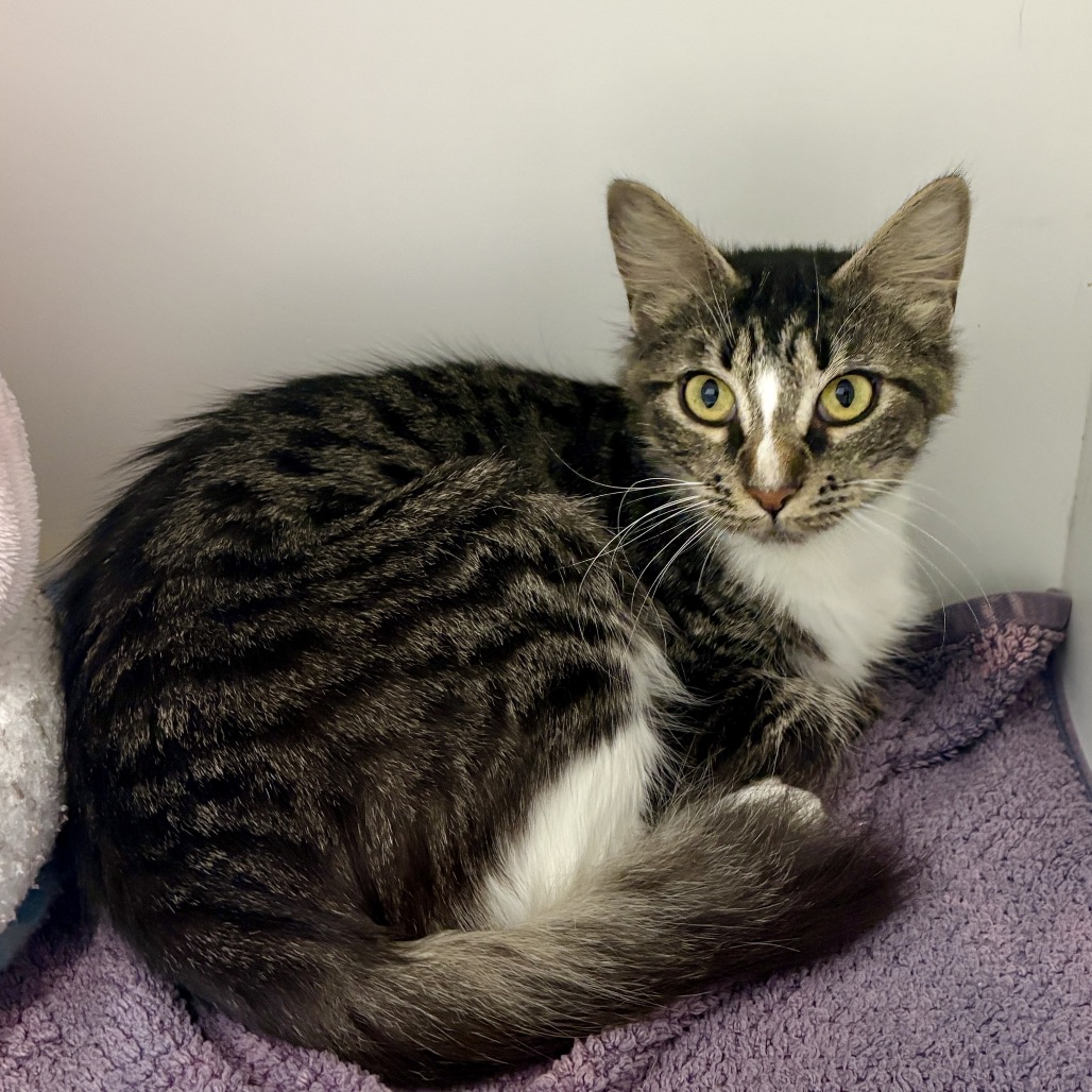Shelter Stray Female Cat last seen , 244 Georgetown Rd, Jacksonville, NC 28540, USA