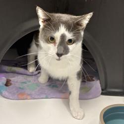 Shelter Stray Male Cat last seen , 244 Georgetown Rd, Jacksonville, NC 28540, USA