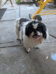 Reunited Female Dog last seen 1st and Knox Denver CO 80219, Denver, CO 80219
