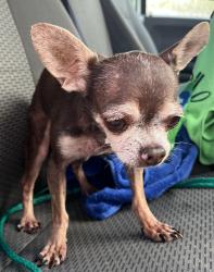 Reunited Male Dog last seen port st. lucie, Port St. Lucie, FL 34986