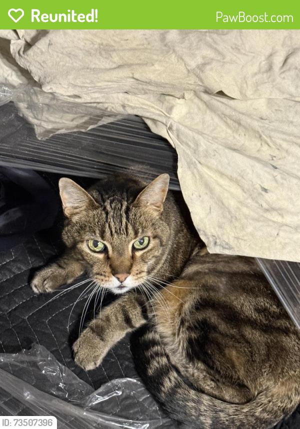 Reunited Male Cat last seen Cornish St & Patterson St, Houston, TX 77007