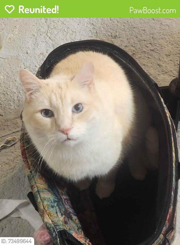 Reunited Male Cat last seen 2nd Street and Erie Street in holland ohio, Holland, OH 43528