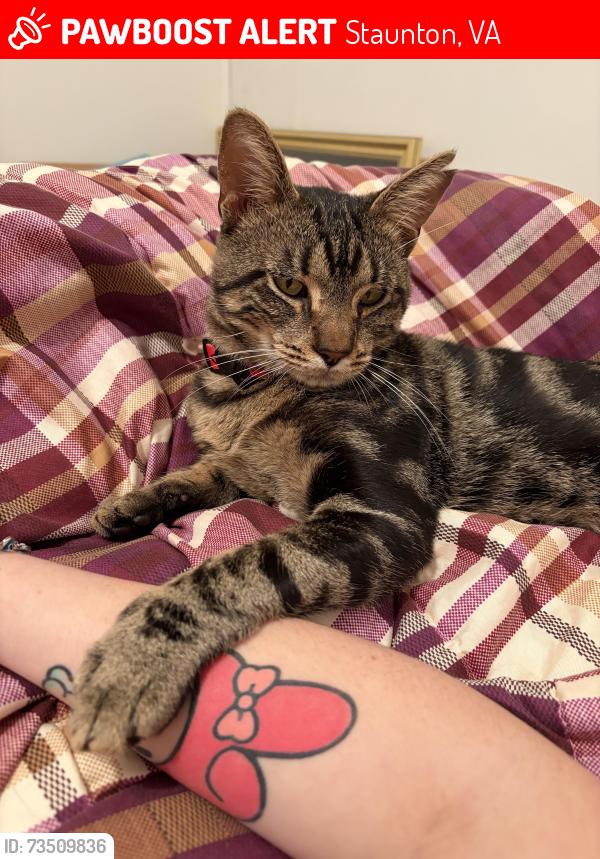 Lost Male Cat last seen Westwood boulevard, Staunton, VA 24401